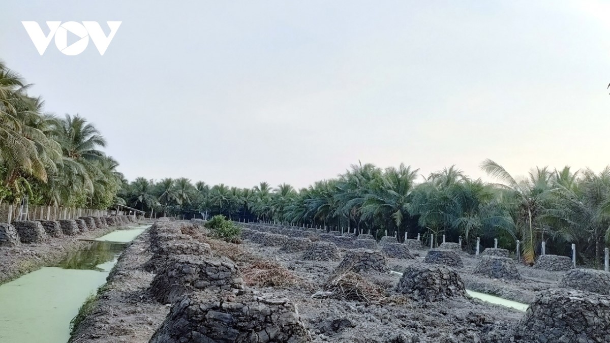 Một vườn dừa tại xã Bình Trưng, huyện Châu Thành, tỉnh Tiền Giang vừa bị phá bỏ, cải tạo mặt đất trồng cây sầu riêng