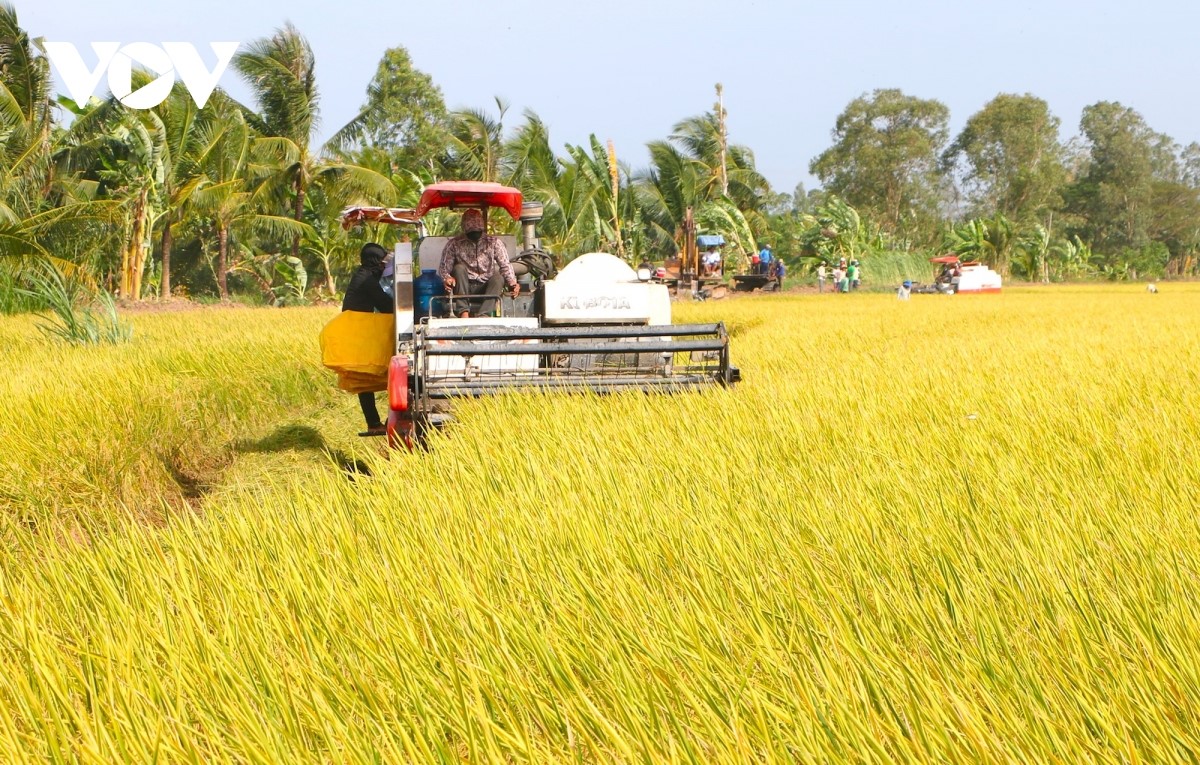 Thu hoạch lúa tại tỉnh Sóc Trăng (Ảnh: Thạch Hồng)