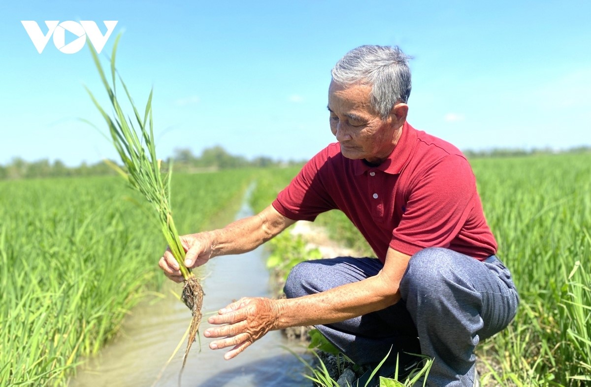 Không chỉ ở Cà Mau mà các tỉnh thành chuyên trồng lúa như Cần Thơ, Đồng Tháp cũng thường xảy ra việc gãy chuỗi liên kết (Ảnh: Phạm Hải)