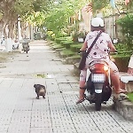 Văn hóa nuôi chó ở phố