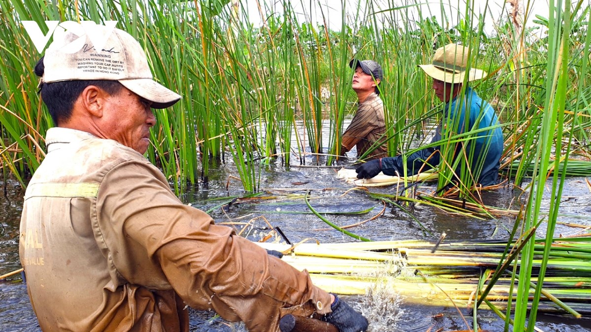 Bồn bồn đang giúp nhiều hộ dân ở vùng đệm đất rừng U Minh hạ vươn lên