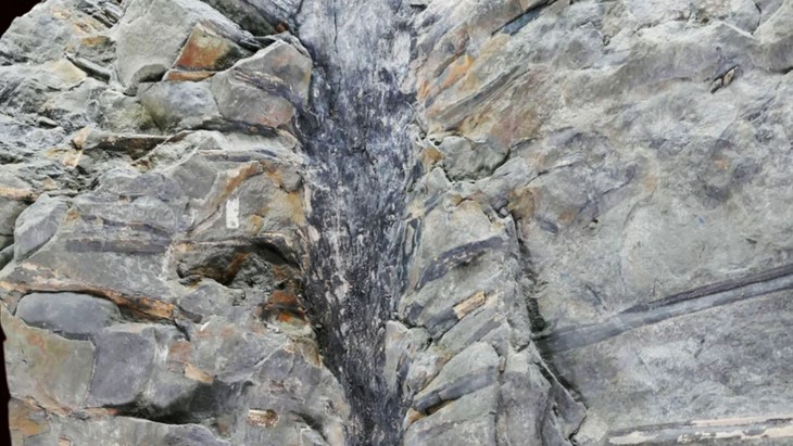 Hóa thạch cây Sanfordiaaulis - Ảnh: COURTESY MATTHEW STIMSON