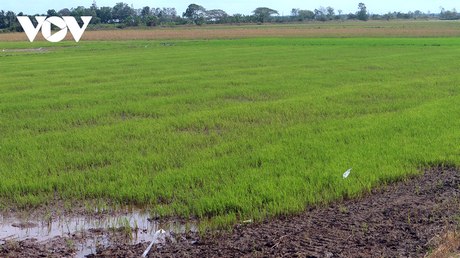 Tại Sóc Trăng, nhiều diện tích sản xuất lúa vụ Đông Xuân muộn (vụ 3) ở các địa phương ven biển và cập sông Hậu đang có nguy cơ thiếu nước nếu hạn, mặn xâm nhập tiếp tục kéo dài (Ảnh: Thạch Hồng)