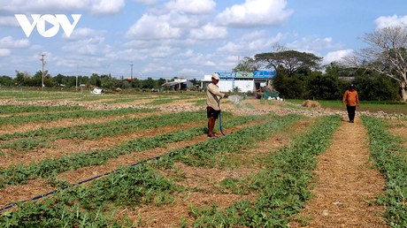 Mô hình trồng dưa hấu dưới chân ruộng xen canh 2 vụ lúa của bà con ở xã Thạnh Phú, huyện Mỹ Xuyên. (Ảnh: Thạch Hồng)