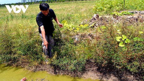 Bên cạnh đó, hạn hán cũng làm khoảng 3.000 ha lúa và gần 100 ha hoa màu ở huyện Trần Văn Thời thiếu nước tưới. (Ảnh: Trần Hiếu)