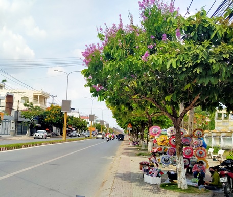 Hàng bằng lăng dọc theo đường Nguyễn Huệ (Phường 2, TP Vĩnh Long).