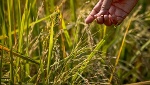 Philippines thông báo giảm thuế nhập khẩu gạo, Việt Nam hưởng lợi lớn